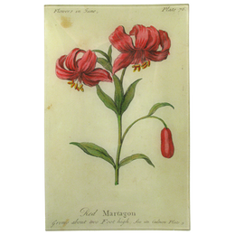 Red Martagon (Floral)