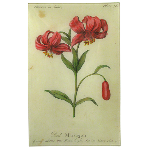 Red Martagon (Floral)