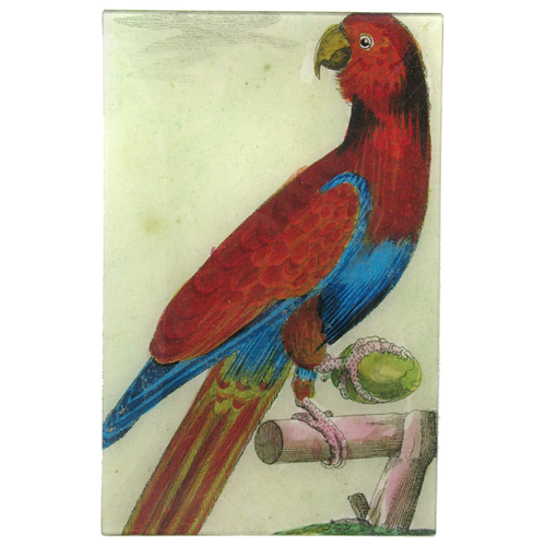 Parrot #5 - FINAL SALE