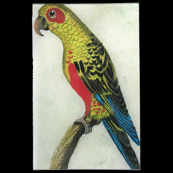 Parrot #6 - Yellow