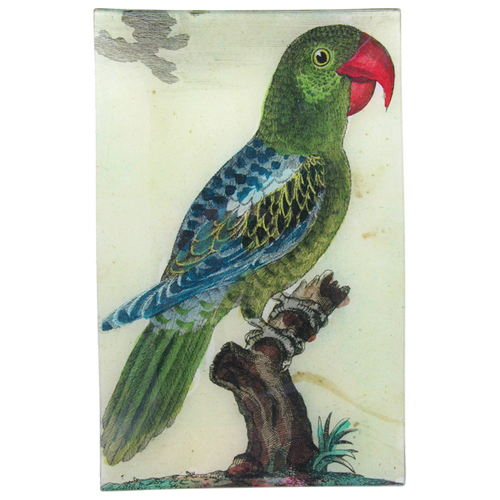Parrot #7 - Green - FINAL SALE