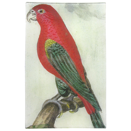 Parrot #8