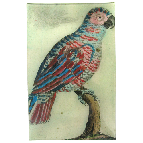 Parrot #9