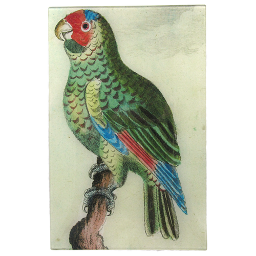 Parrot #10