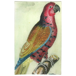 Parrot #2