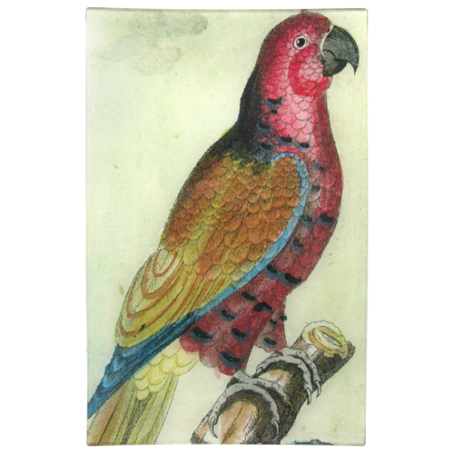 Parrot #2