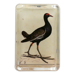 Tail Bird - FINAL SALE