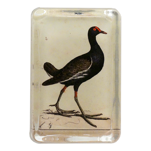 Tail Bird - FINAL SALE